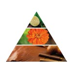 Pirámide Olfativa del Aceite Esencial para Difusor Turquesa
